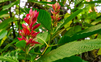 开花巴西红色的斗篷花宏特写镜头热带植物specie美国观赏花园花自然背景