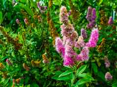 哈德哈克绣线菊色彩斑斓的花布鲁姆热带植物specie美国观赏花园花自然背景