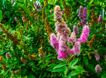 哈德哈克绣线菊色彩斑斓的花布鲁姆热带植物specie美国观赏花园花自然背景