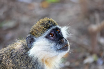 育肥猴子阿瓦什埃塞俄比亚
