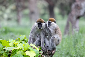 育肥猴子家庭在阿埃塞俄比亚