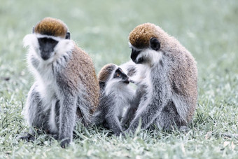 育肥猴子家庭在阿埃塞俄比亚