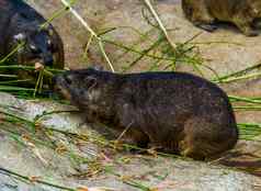 岩石獾吃分支热带动物specie非洲