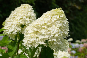 绣球花绣球花圆锥花