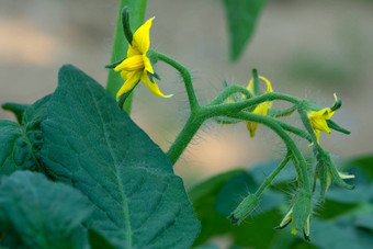 开花番<strong>茄</strong>植物<strong>茄</strong>属植物lycopersicum