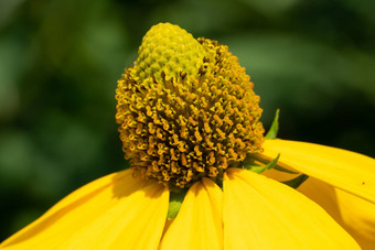 闪亮的松果菊<strong>黄</strong>雏菊属尼蒂达