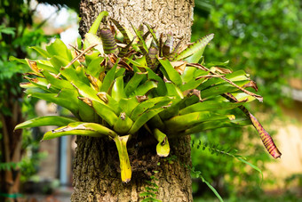 <strong>凤梨</strong>科植物树埃希米亚缠着古兹马尼亚缸植物clingin