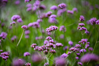 马鞭草属博纳里恩西斯花紫色的花模糊背景