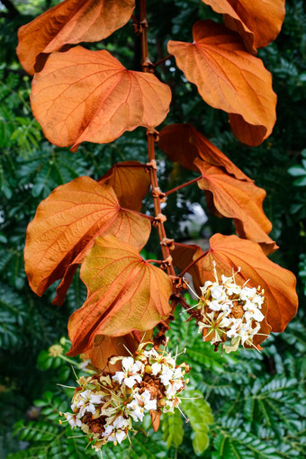 金叶子紫荆花金黄色葡萄球菌花花园