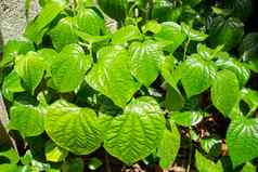 花野生槟榔leafbush风笛手sarmentosum罗克西布花园绿色叶子模式