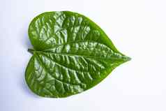 野生槟榔leafbush风笛手sarmentosum罗克西布孤立的白色背景绿色叶子模式