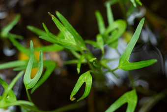 中国人水旋花植物水旋花植物沼泽早....<strong>荣耀</strong>水早....<strong>荣耀</strong>水