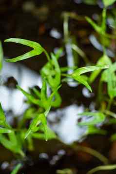 中国人水旋花植物水旋花植物沼泽早....荣耀水早....荣耀水