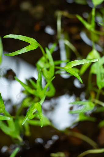 中国人水旋花植物水旋花植物沼泽早....荣耀水早....荣耀水