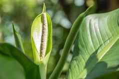 花叶万年青属花白色花