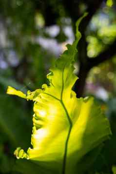 光新鲜的鸟的巢蕨类植物Asplenium尼杜斯散景花园宏Amp关闭拍摄光Amp影子