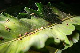 蜘蛛网枯萎的橙色茉莉鸟的巢蕨类植物Asplenium尼杜斯散景花园宏关闭拍摄光Amp影子