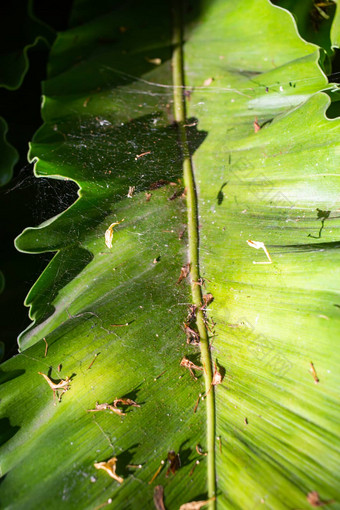 蜘蛛网枯萎的橙色茉莉鸟的巢蕨类植物Asplenium尼杜斯散景花园宏Amp关闭拍摄光Amp影子