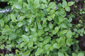 Vacciniummyrtillus灌木常见的被称为一般被称为常见的越桔温伯里蓝色的欧洲越橘欧洲蓝莓