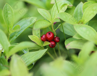 山 茱萸suecica矮康奈尔御膳橘