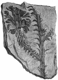 沃尔西亚异叶植物古董雕刻