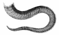 常见的毒蛇尾巴古董雕刻