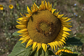 特写镜头开花<strong>向日葵向日葵</strong>年金日益增长的<strong>向日葵</strong>场bailovo村