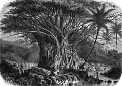 巨大的无花果树安娜-玛丽亚湾努卡hiva,大洋洲