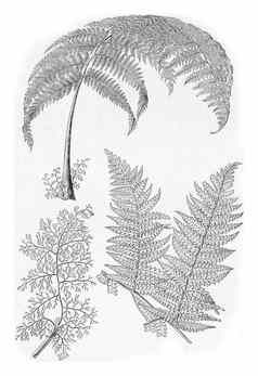叶热带蕨类植物赫米特利亚卡彭西斯古董雕刻