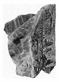 年轻的叶蕨类植物肛门plumosa古董雕刻