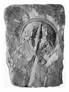 化石小龙虾尾巴形状平版印刷的solenhofen