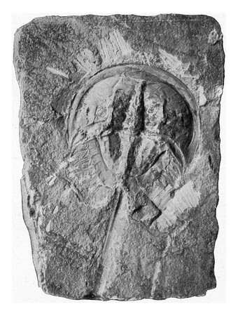 化石小龙虾尾巴形状平版印刷的solenhofen