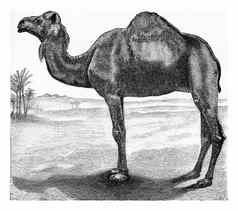 单峰骆驼古董雕刻