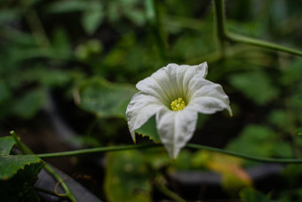 艾薇葫芦花艾薇葫芦白色花盛开的自然多雨的季节