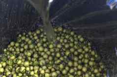 新鲜的diospyros莫利斯水果背景泰国草自然染料织物