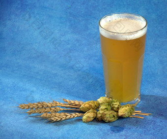 玻璃光小麦啤酒泡沫啤酒花耳朵玉米蓝色的背景