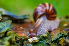非洲蜗牛马达加斯加非洲野生动物