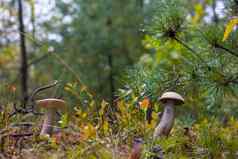 秋天莱奇纳姆蘑菇生长