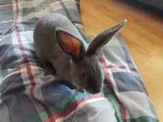 灰色兔子毯子木地板上胡须耳朵