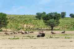 宝石羚羊婴儿大羚羊gazella喀拉哈里沙漠