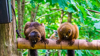红色<strong>的大肚子的</strong>狐猴夫妇坐着分支热带猴子脆弱<strong>的</strong>灵长类动物specie马达加斯加