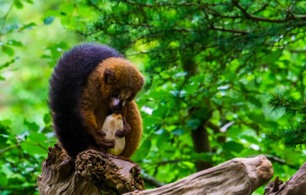 红色的大肚子的狐猴吃蔬菜特写镜头脆弱的灵长类动物specie马达加斯加