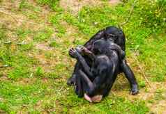 倭黑猩猩夫妇坐着关闭社会亲密的人类猿行为濒临灭绝的灵长类动物specie非洲