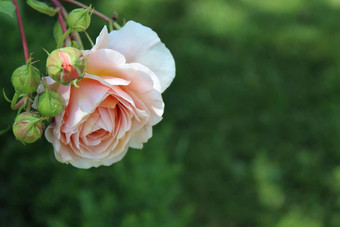 粉红色的玫瑰边境花园
