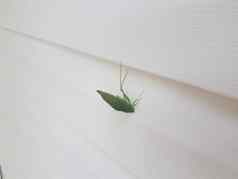 绿色蚱蜢蚜虫昆虫白色房子站