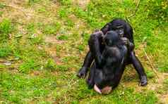 倭黑猩猩夫妇亲密的社会人类猿行为俾格米人黑猩猩濒临灭绝的灵长类动物specie非洲