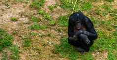 特写镜头女倭黑猩猩人类猿俾格米人黑猩猩濒临灭绝的动物specie非洲