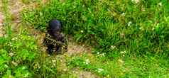 可爱的倭黑猩猩婴儿坐着草人类猿婴儿濒临灭绝的灵长类动物specie非洲