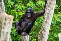 特写镜头倭黑猩猩坐着波兰俾格米人黑猩猩人类猿濒临灭绝的灵长类动物specie非洲