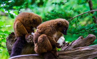 红色的大肚子的狐猴吃蔬菜动物园动物喂养脆弱的灵长类动物specie马达加斯加